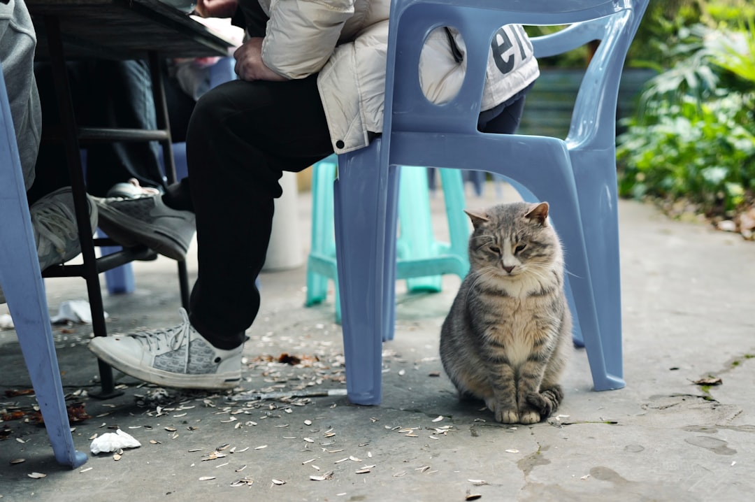accommodation request — A gray tabby cat sits on a concrete floor.