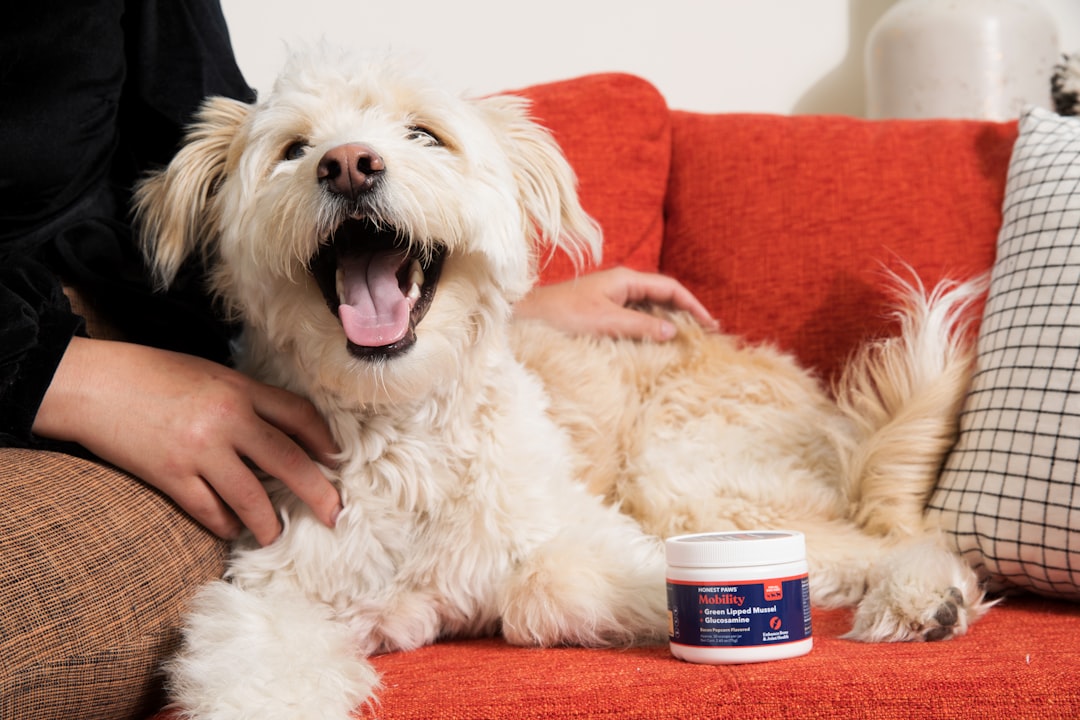 support animals veterans — white long coat small dog